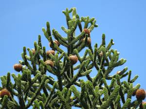 Monkey puzzle tree