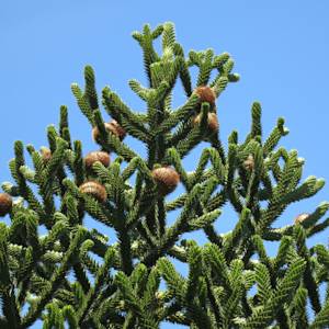 Monkey puzzle tree