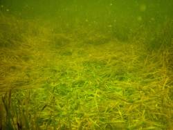 Drought causes mass seagrass die-off