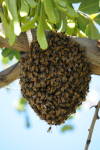 Honeybees Gone