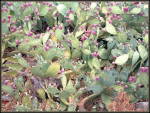 Kenyan Rangeland Rehabilitation