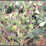 Kenyan Rangeland Rehabilitation