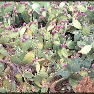 Kenyan Rangeland Rehabilitation