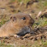 Bavarian pine vole