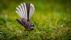 Native birds thriving on Miramar Peninsula