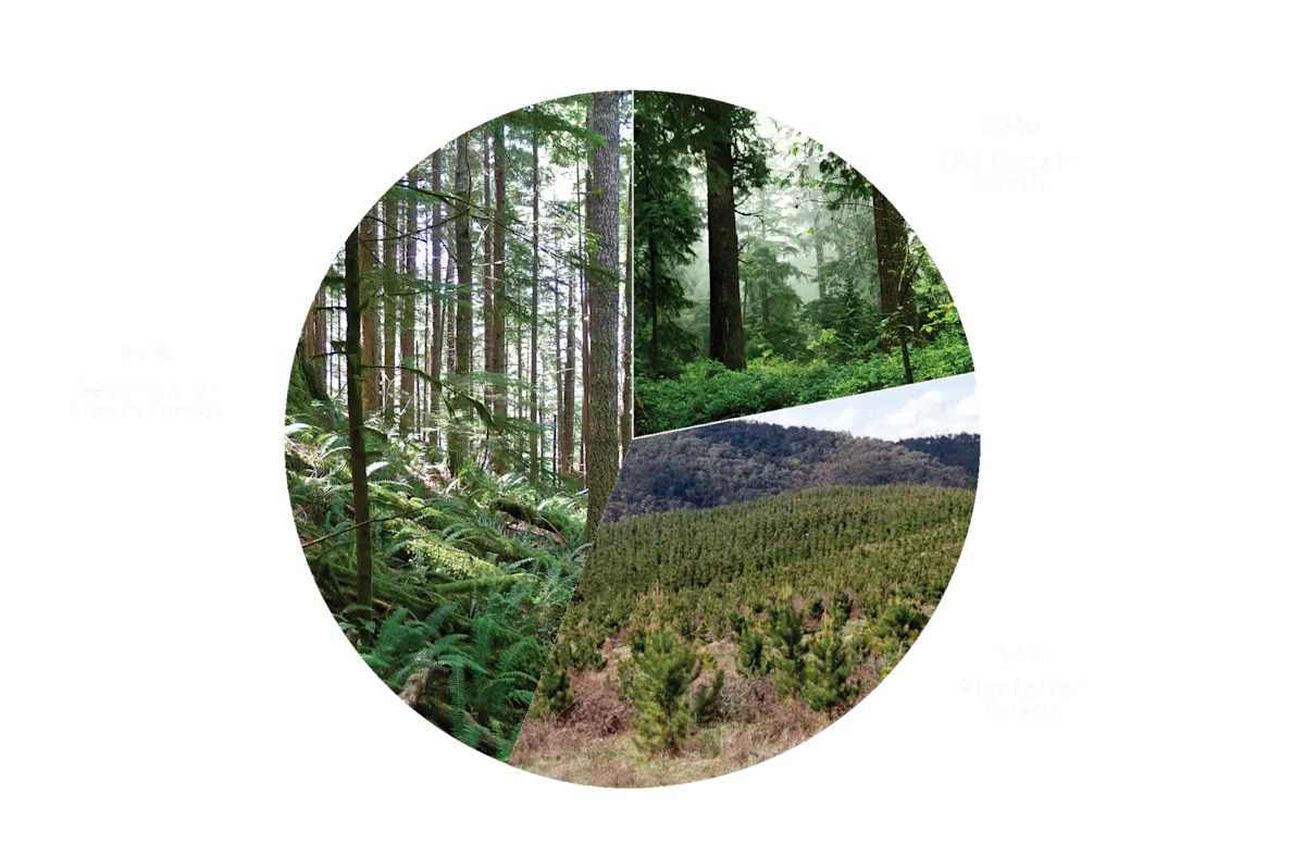 WYCD Forestry - Old Growth Vs Secondary Forest Pie Chart
