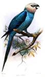 Spix's macaw