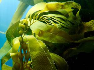 Giant kelp