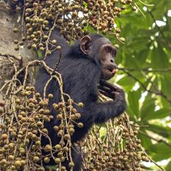 The Conﬂict in Burundi Destroys Chimpanzees