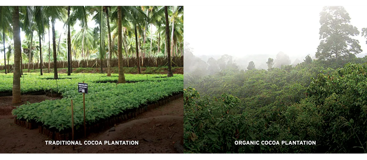 COCOA traditional vs organic plantation