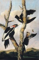 Ivory-billed woodpecker declared extinct