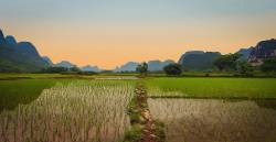 Rice Cultivation Destroying Habitat
