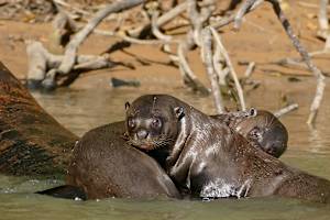 Giant otters