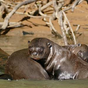 Giant otters