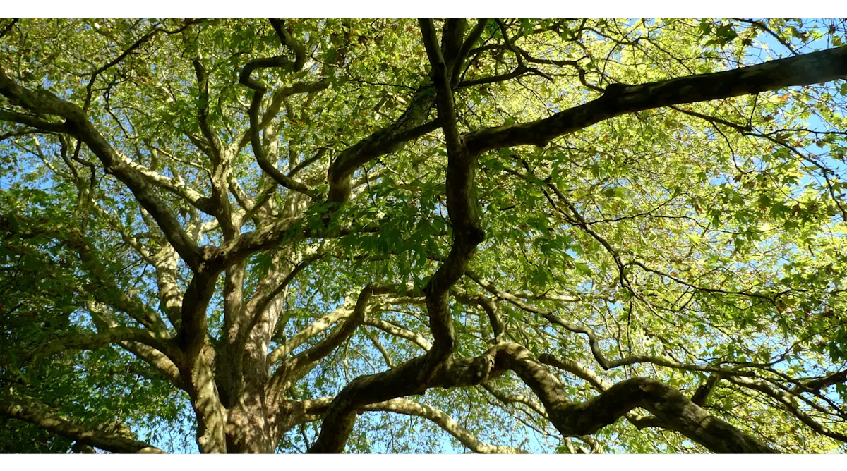 Green Our Cities Urban Forestry