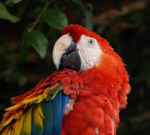 Scarlet macaw