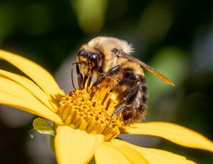 US Agriculture 48 Times More Toxic To Bees & Other Insects
