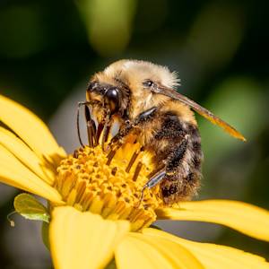 US Agriculture 48 Times More Toxic To Bees & Other Insects