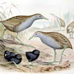 Island Extinctions, Laysan