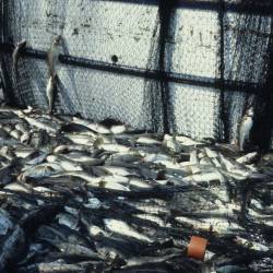 Fishermen land just 6% of the past catch