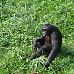 Strategic Plan Enacted to Save Bonobos Greatly at Risk