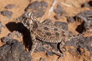 Horned toads have disappeared 