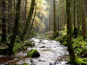 Rivers of the Black Forest