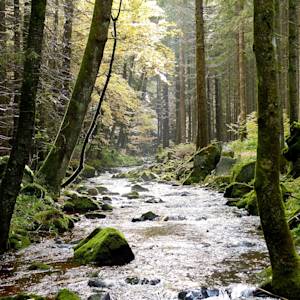 Rivers of the Black Forest