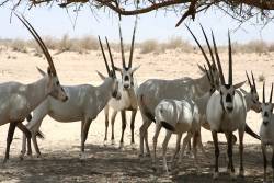 Arabian Oryx Recovery