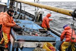 Increasing pressure on Pacific cod stocks