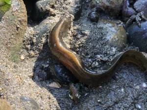 Fishing for Eels in the Beck