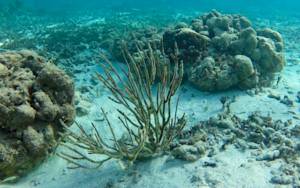 Maiden Island Reef Restoration
