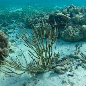 Maiden Island Reef Restoration