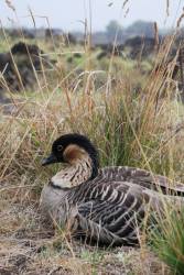 Safe harbor agreements help increase Nēnē population