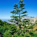 Sicilian fir, Abies nebrodensis