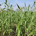 Rodale proves organic benefits