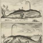 Whales