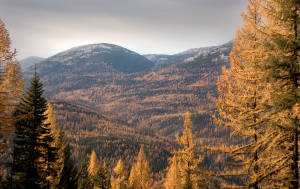 35.4 million acres of boreal forest logged