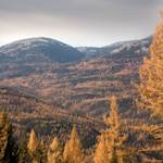 35.4 million acres of boreal forest logged