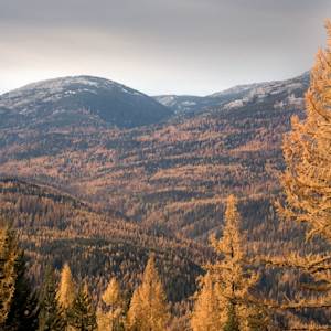 35.4 million acres of boreal forest logged