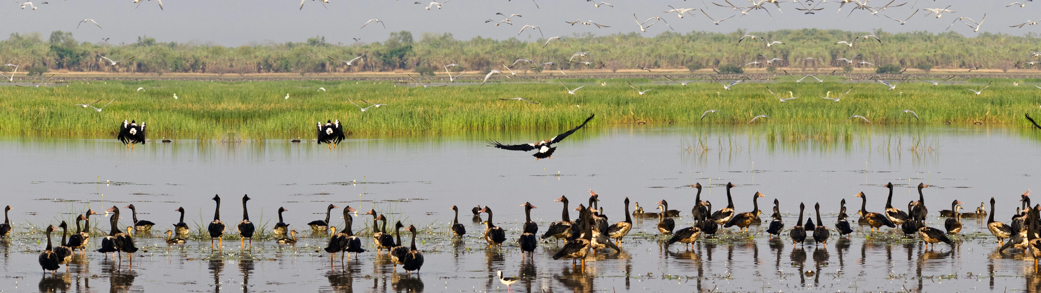 Solutions Hero Image Protect Wetlands