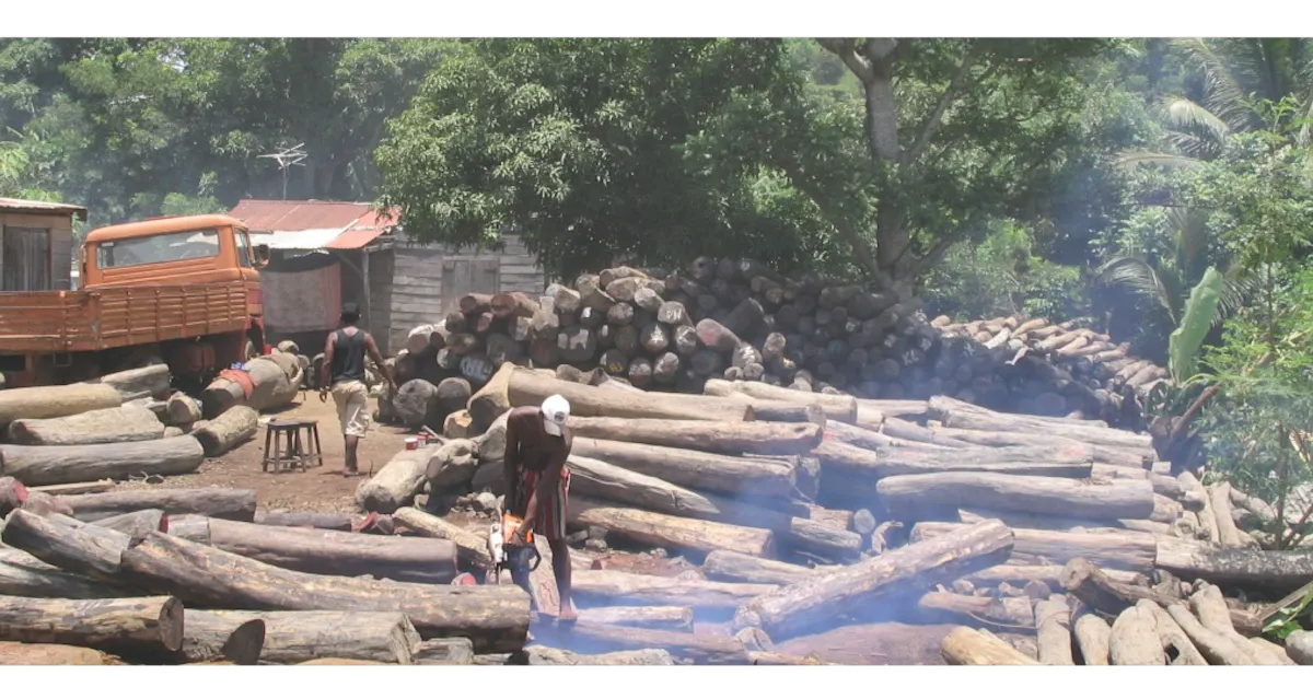 Save 2 Birds Forestry Sawing Logs