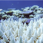 Corals Dying