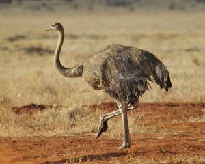 North African Ostrich 