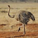 North African Ostrich