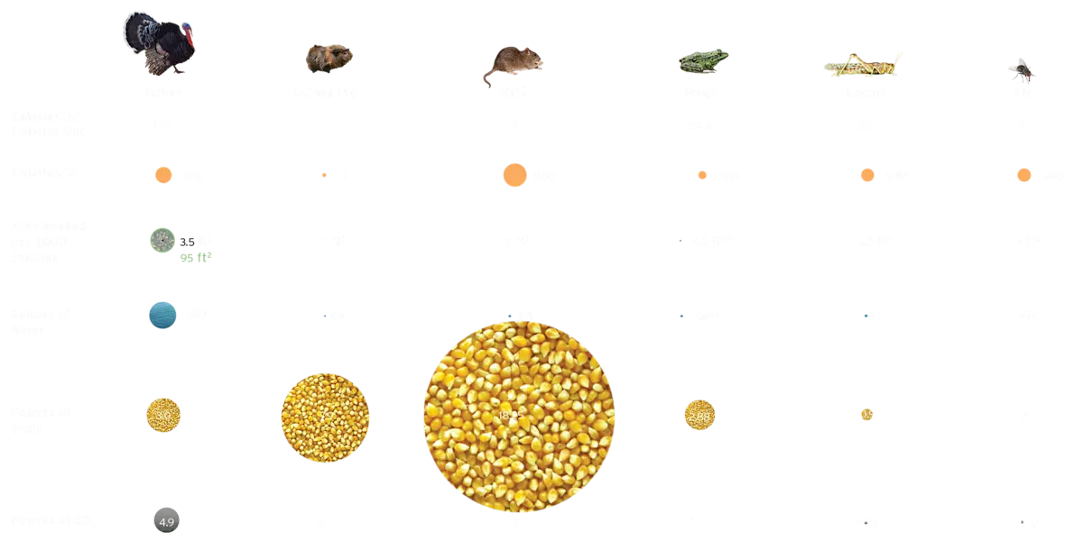 Eat Lower Down the Food Chain Infographic 2 of 3