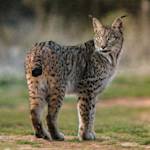 11,000 plants and animals risk extinction