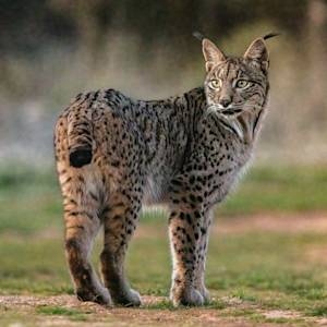 11,000 plants and animals risk extinction