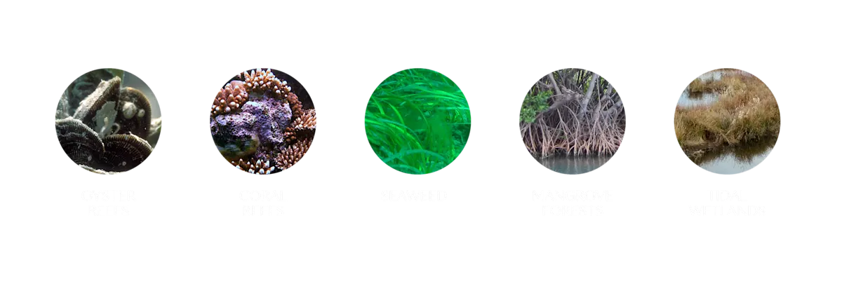 Blue Carbon and Coastal Ecosystem Bubbles - resilience