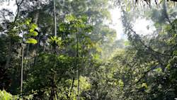 Forest returned to indigenous groups recovers faster 